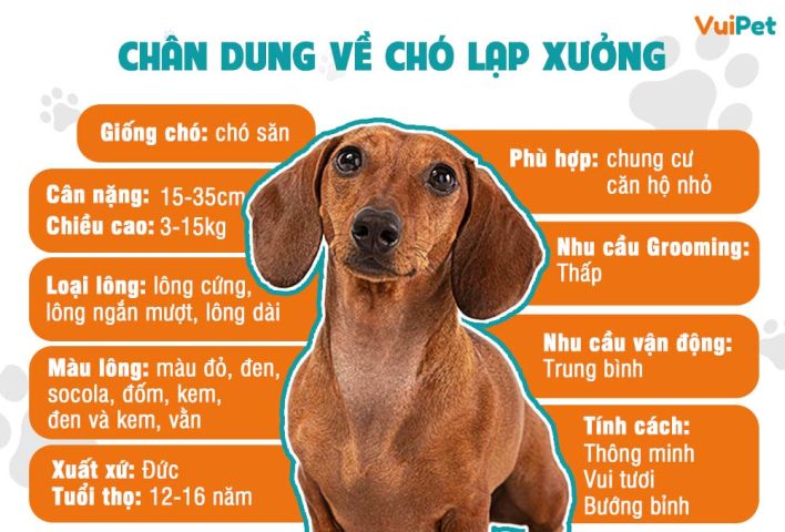 Chó Lạp Xưởng Nặng Bao Nhiêu Kg? Chuẩn Sức Khỏe & Chăm Sóc Đúng Cách