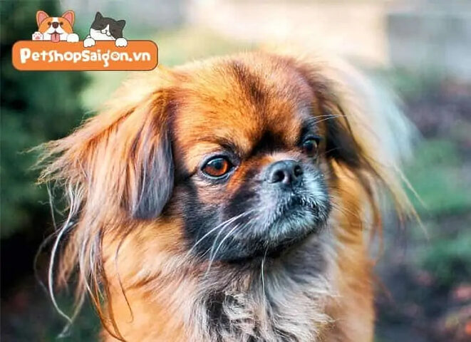 Chế độ ăn của chó Bắc Kinh lai Nhật cần cân bằng dinh dưỡng
