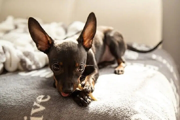Chế độ dinh dưỡng cân bằng cho chó Phốc Hươu theo từng giai đoạn phát triển: Puppy, Adult, Senior. Chế độ dinh dưỡng cân bằng cho chó Phốc Hươu theo từng giai đoạn