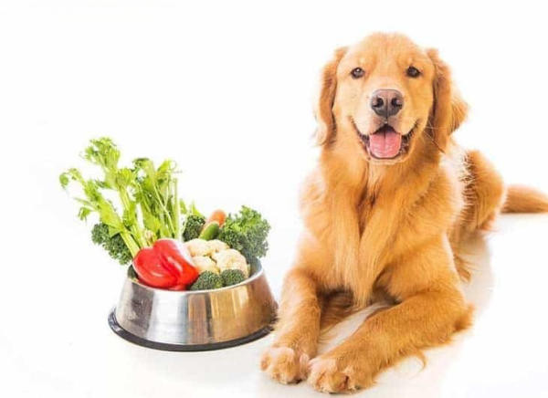 Chế độ dinh dưỡng cân bằng giúp phòng ngừa chó bị run lẩy bẩy