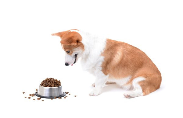 Chế độ dinh dưỡng đặc biệt cho chó Corgi mang thai, cung cấp đủ dưỡng chất để nuôi chó Corgi sinh sản khỏe mạnh.