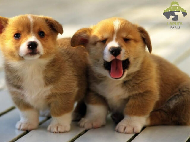 Chi phí hợp tác nhân giống chó cảnh tại trại Nghệ An