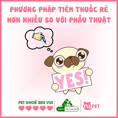Chi phí triệt sản chó đực bằng thuốc tiêm so với phẫu thuật, cho thấy sự tiết kiệm