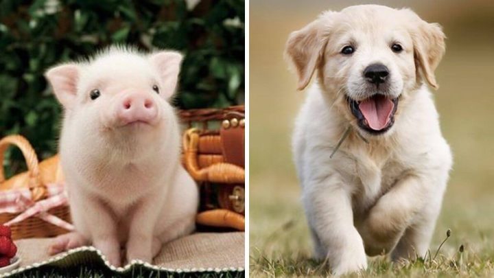 Hai chú chó và một chú lợn con, tượng trưng cho trí thông minh của loài vật