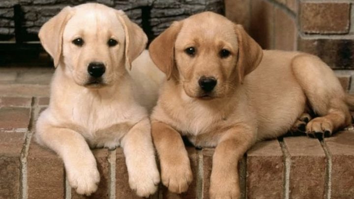 Kinh nghiệm nuôi chó Labrador toàn diện từ A-Z