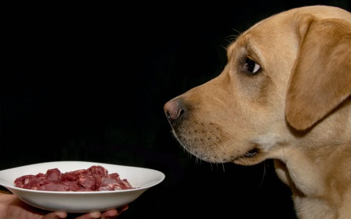 Cách Nuôi Chó Nhanh Lớn Khỏe Mạnh Toàn Diện Chuẩn Chuyên Gia