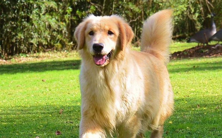 Cách Nuôi Chó Nhanh Lớn Khỏe Mạnh Toàn Diện Chuẩn Chuyên Gia