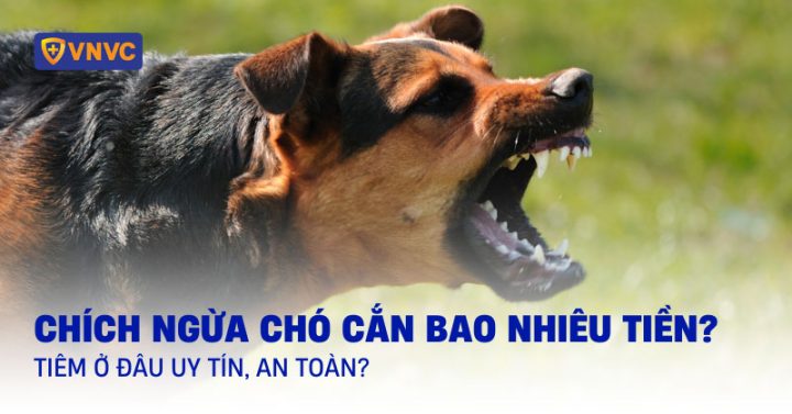 Sau Khi Bị Chó Cắn Bao Lâu Chích Ngừa & Phác Đồ Tiêm Dại