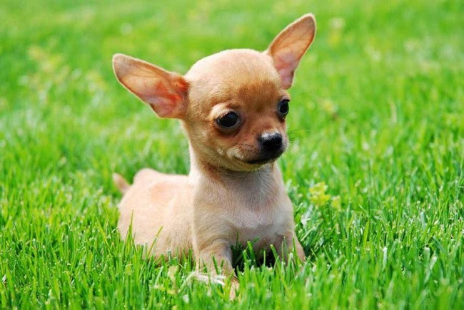 Khám phá chó cute nhất thế giới: Top giống cực đáng yêu và cách chăm sóc