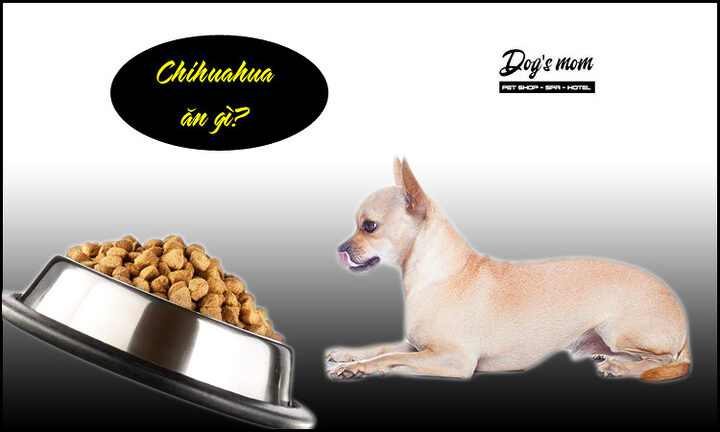 Cách Chăm Sóc Chó Chihuahua Toàn Diện Từ A Đến Z