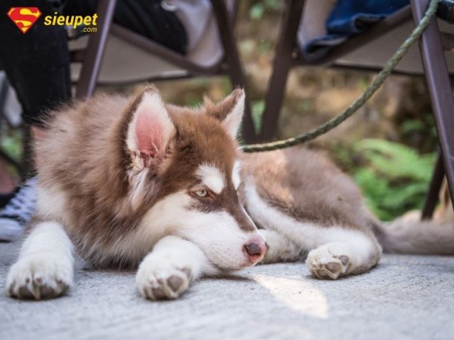 Tổng Hợp Các Giống Chó Alaska Lai Phổ Biến Nhất Hiện Nay