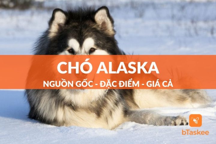 Đặc Điểm Của Con Chó: Hướng Dẫn Toàn Diện Từ A Đến Z