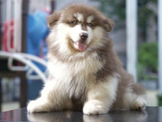 Chó cảnh giá rẻ dưới 300k: Hướng dẫn chi tiết từ A-Z - image 2