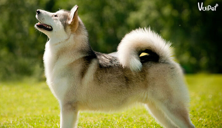 Chó Alaska Giá Rẻ Dưới 3 Triệu: Sự Thật Và Những Điều Cần Biết