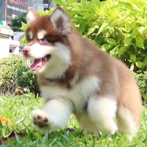 Chó Alaska con mập mạp màu nâu đỏ đang chạy nhảy trên cỏ xanh
