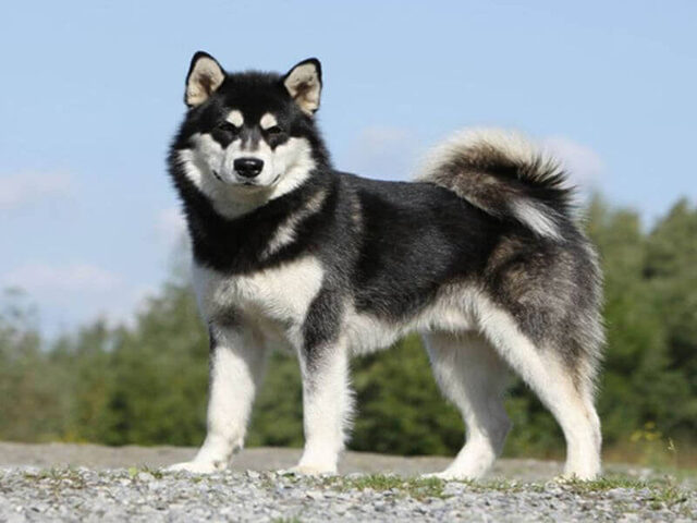 Chó Alaska đen trắng đang chơi