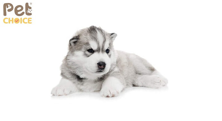 Chó Alaska Giá Rẻ Dưới 500k: Sự Thật Đằng Sau Mức Giá Bất Thường