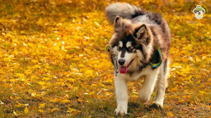 Chó Alaska Giant có kích thước lớn, thể hiện sự mạnh mẽ