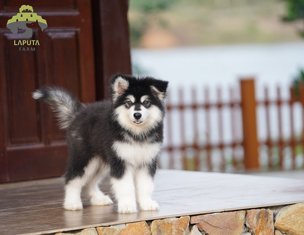 Chó Alaska hiền lành, thân thiện, dễ gần với con người
