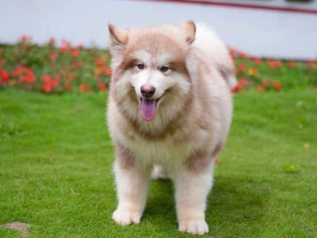 Khám phá vẻ đẹp độc đáo của chó Husky màu hồng phấn