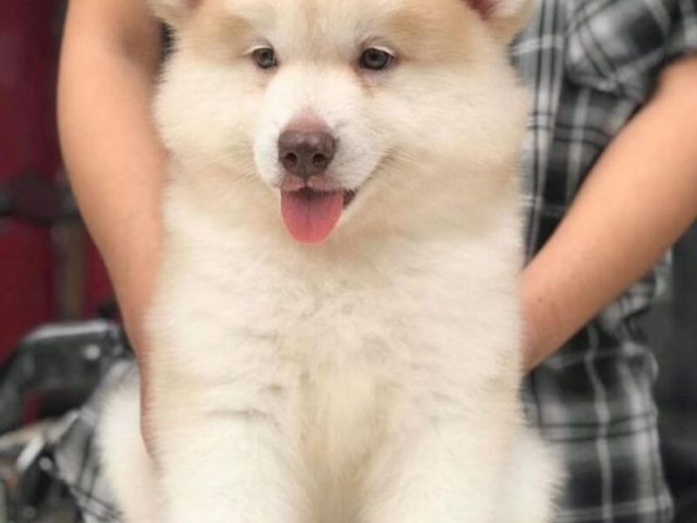 Khám phá vẻ đẹp độc đáo của chó Husky màu hồng phấn