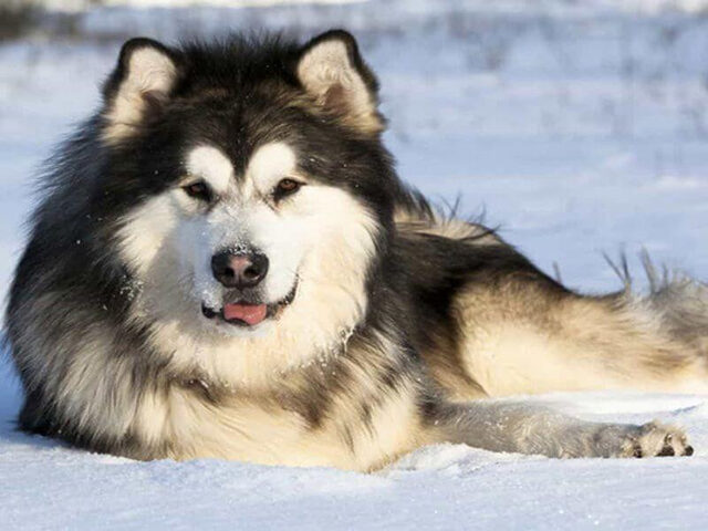 Chó Alaska khổng lồ nằm