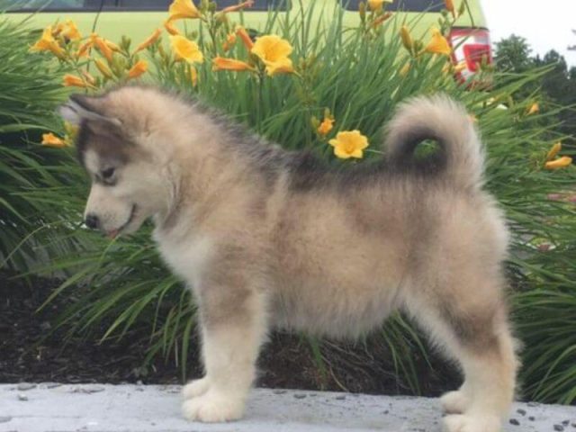Tổng Hợp Các Giống Chó Alaska Lai Phổ Biến Nhất Hiện Nay