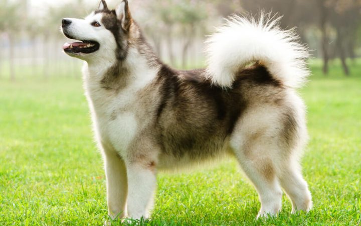 Chó Alaska Malamute với bộ lông dày, một trong những tên các loại chó cảnh đẹp được yêu thích