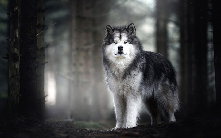 Chó Alaska Malamute với thân hình to lớn nhưng tính cách hiền lành, là giống chó cảnh đáng yêu