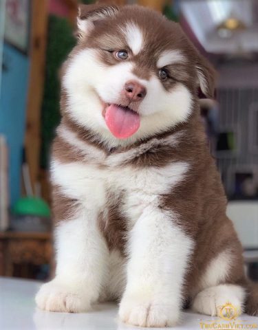 Khám phá Hình Ảnh Chó Alaska: Tuyệt Tác Vẻ Đẹp Bắc Cực