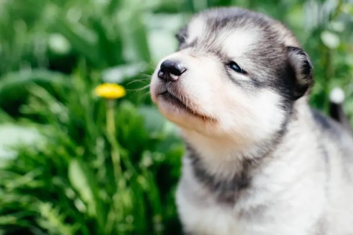 Chó Alaska Bao Nhiêu Tháng Thì Đẻ? Hướng Dẫn Sinh Sản Chi Tiết