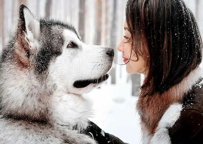 Chó Alaska mẹ và số lượng chó con trong một lứa sinh, trả lời câu hỏi chó Alaska bao nhiêu tháng thì đẻ