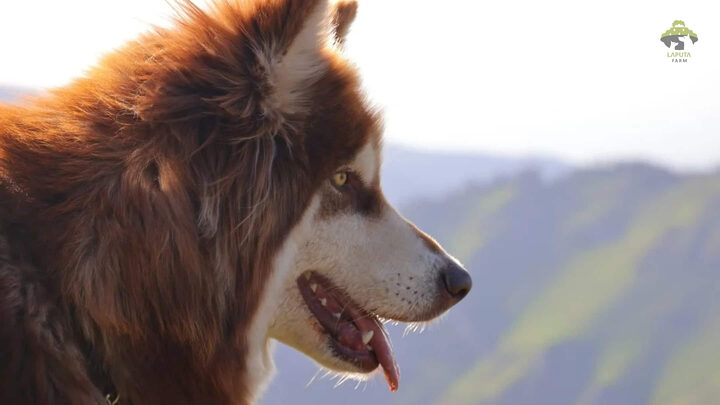 Chó Alaska nâu đỏ trắng, một màu lông hiếm được nhiều người săn đón