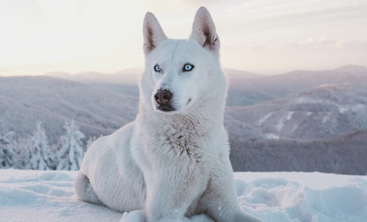 Chó Alaska thuần trắng tuyết, biểu tượng của sự quý phái