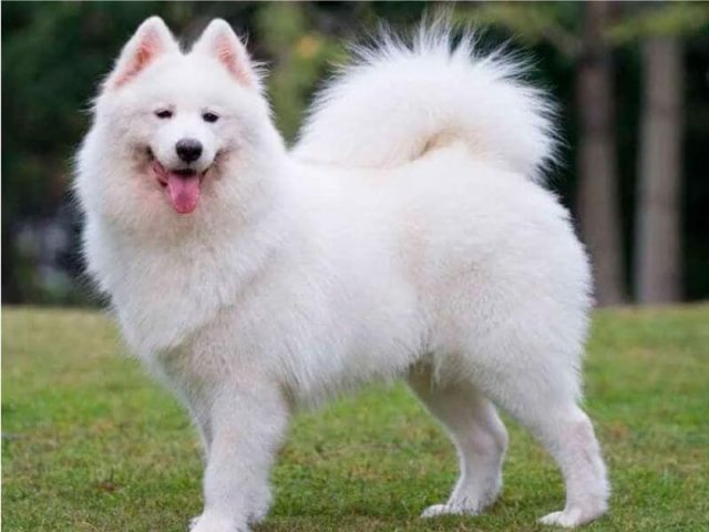 Chó Alaska Màu Trắng Tuyết: Đặc Điểm, Giá & Cách Chăm Sóc Chi Tiết