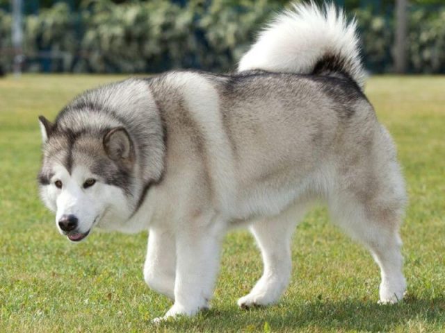 Khám phá Hình Ảnh Chó Alaska: Tuyệt Tác Vẻ Đẹp Bắc Cực