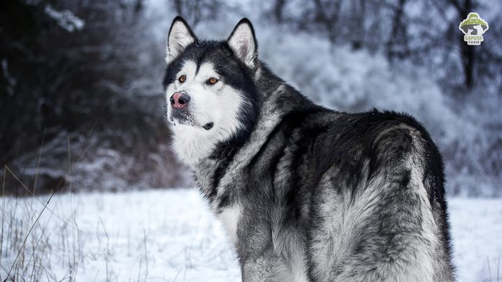 Chó Alaska trưởng thành với bộ lông dày và dáng vẻ oai vệ