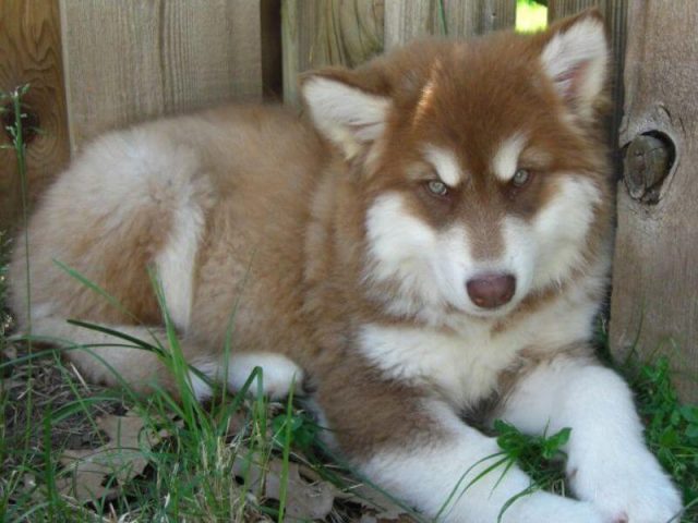 Cách Dạy Chó Alaska Đi Vệ Sinh Đúng Chỗ Hiệu Quả Nhất