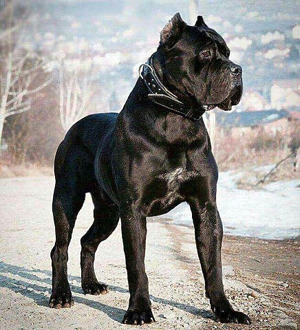 Chó American Bandogge, giống chó lai tạo mạnh mẽ