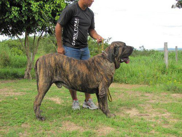 Chó American Bulldog, cơ bắp cuồn cuộn và bản năng săn mồi