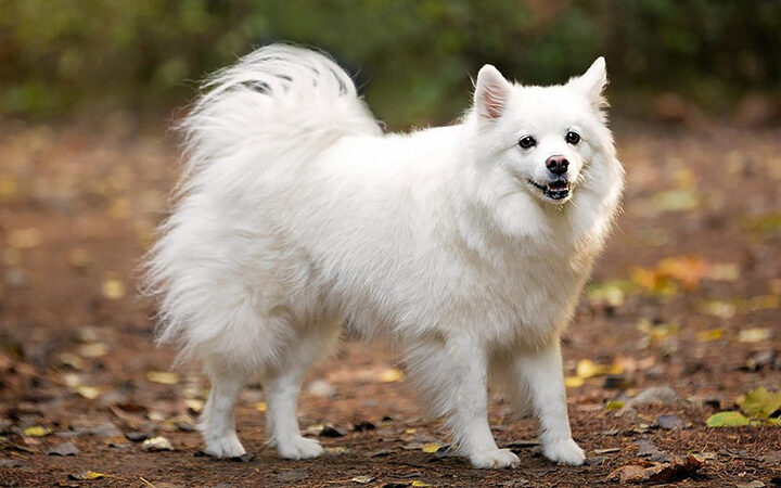 Chó American Eskimo với bộ lông trắng mượt, dáng vẻ nhỏ nhắn, là giống chó đẹp dễ nuôi đáng yêu