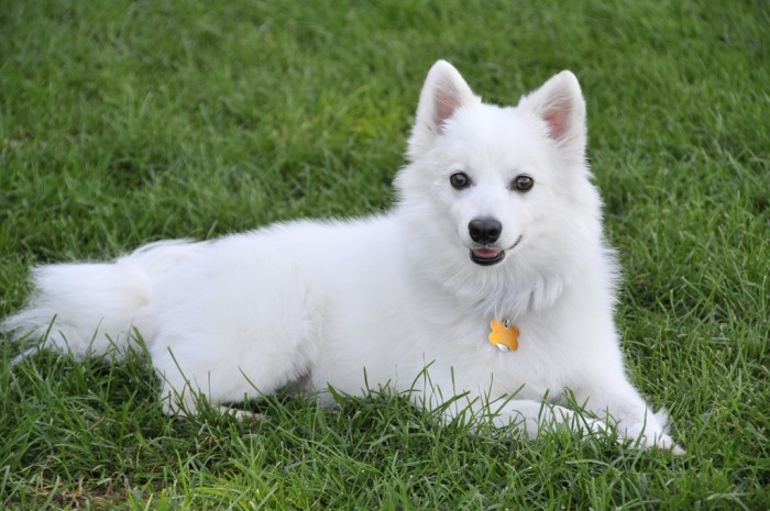 Chó American Eskimo với bộ lông trắng tinh khôi, một giống chó cảnh đẹp và quý phái