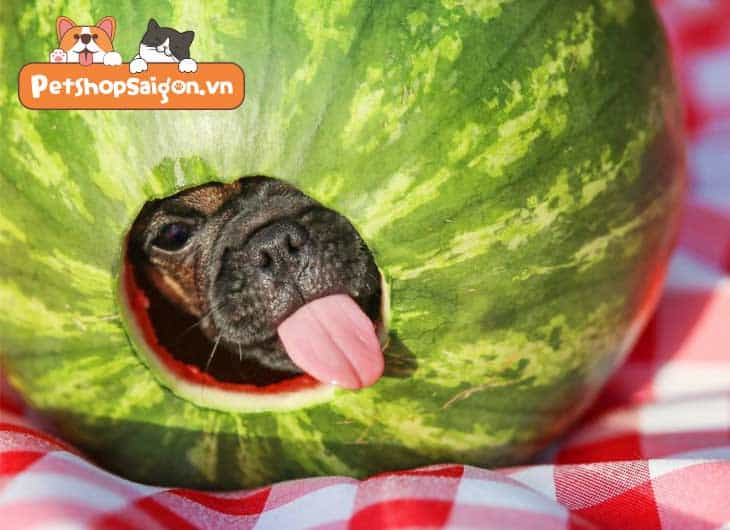 Chó ăn dưa hấu ruột đỏ thơm ngon