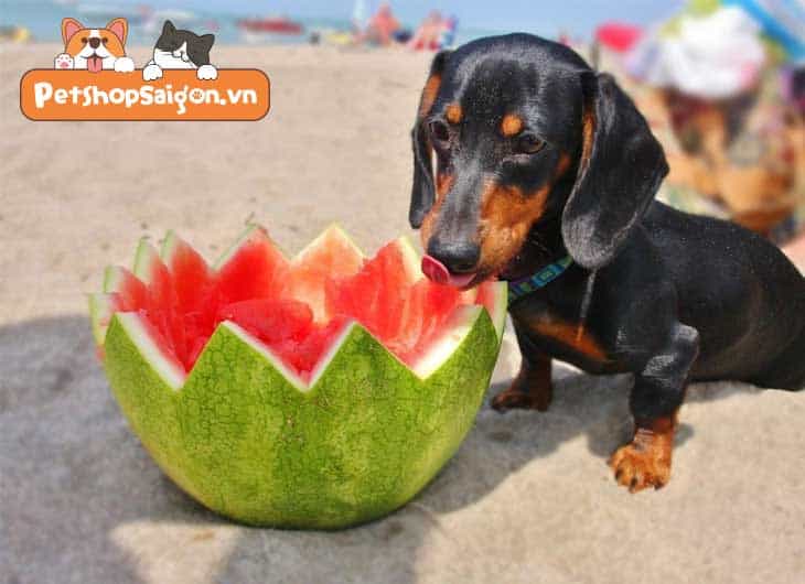 Nhiều chú chó rất thích ăn dưa hấu