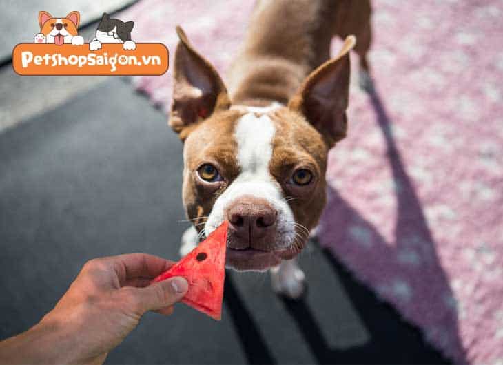 Dưa hấu giúp chó giải khát trong mùa nóng