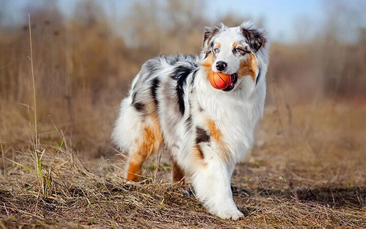 Chó Australian Shepherd với bộ lông dài nhiều màu, là giống chó chăn gia súc thông minh