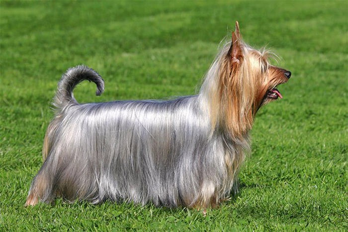 Chó Australian Silky Terrier với bộ lông óng mượt, một giống chó thích hợp nuôi trong nhà không gây dị ứng