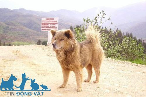 Chó Bắc Hà không xù con đang chơi đùa, thể hiện sự nhanh nhẹn và bản năng từ nguồn gốc núi rừng.