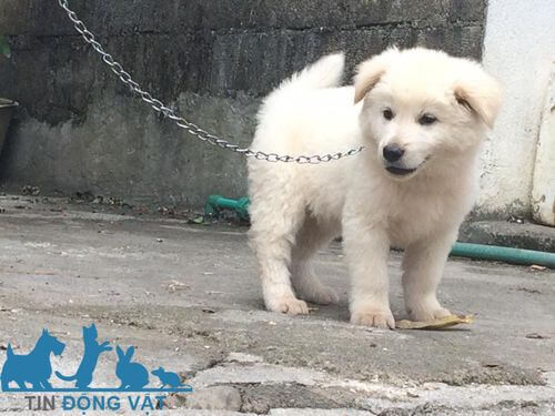 Chó Bắc Hà không xù con đáng yêu với bộ lông non, thu hút sự quan tâm của những người yêu thú cưng.