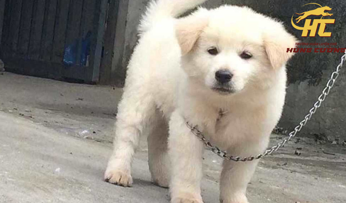 Chó Cỏ Con Dễ Thương: Hướng Dẫn Nuôi Dưỡng và Chăm Sóc Toàn Diện